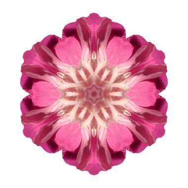 Beyaz arka plan üzerinde izole çiçek mandala