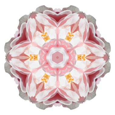 Beyaz arka plan üzerinde izole çiçek mandala