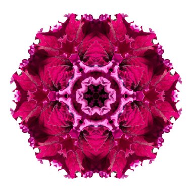 Beyaz arka plan üzerinde izole çiçek mandala