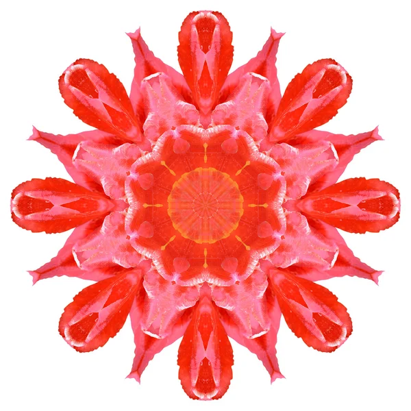 Flower mandala isolated on white background — Stock Photo, Image