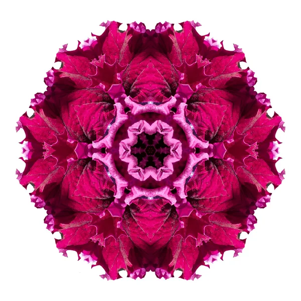 Mandala fleur isolé sur fond blanc — Photo