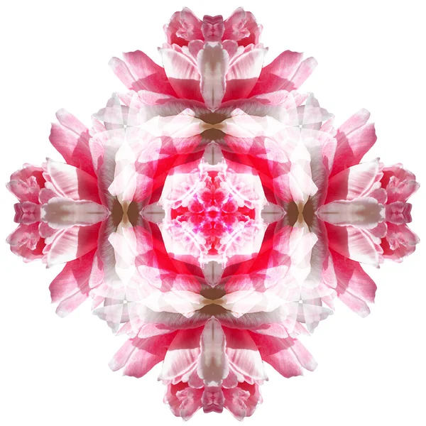 Flower mandala isolated on white background — Stock Photo, Image