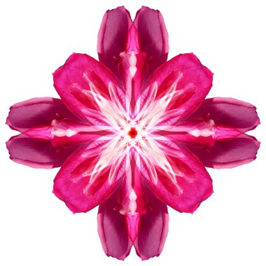 Beyaz arka plan üzerinde izole çiçek mandala