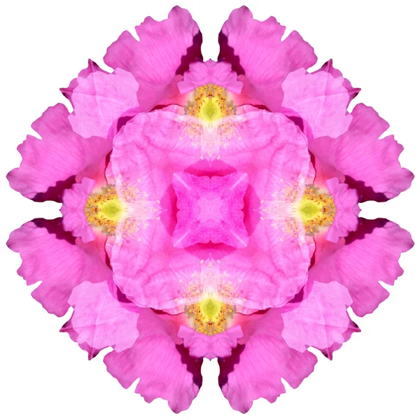 फूल मंडला सफेद पृष्ठभूमि पर अलग — स्टॉक फ़ोटो, इमेज