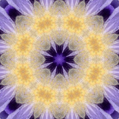 Konsantrik çiçek Merkezi makro yakın çekim. Mandala farklı renk seçenekleri sunan tasarım