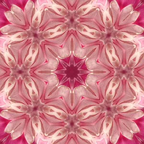 Konsantrik çiçek Merkezi makro yakın çekim. Mandala farklı renk seçenekleri sunan tasarım — Stok fotoğraf