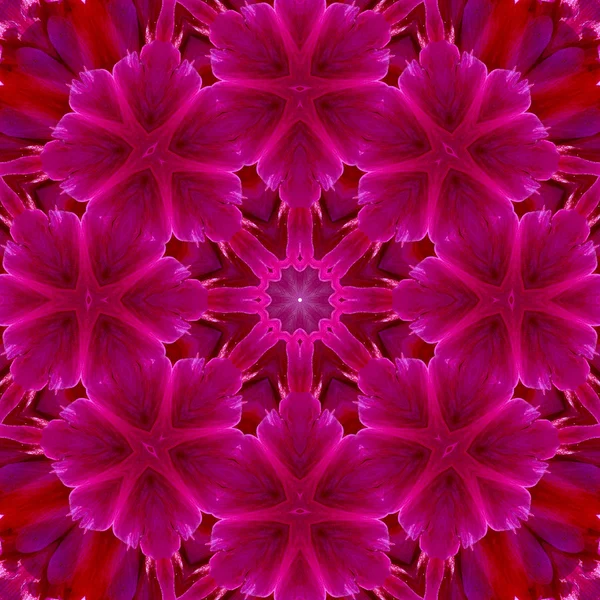 Centro de flores concéntrico Macro Close-up. Diseño caleidoscópico Mandala — Foto de Stock