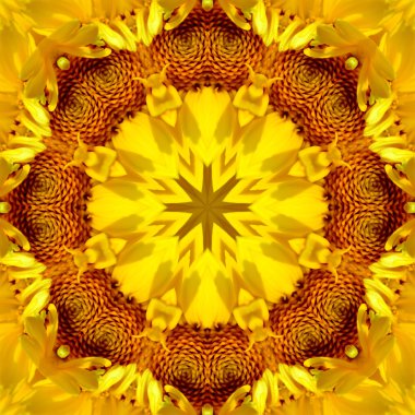 Konsantrik çiçek Merkezi makro yakın çekim. Mandala farklı renk seçenekleri sunan tasarım