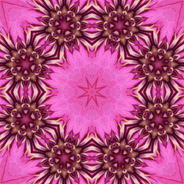 Konsantrik çiçek Merkezi makro yakın çekim. Mandala farklı renk seçenekleri sunan tasarım