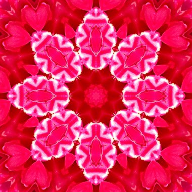 Konsantrik çiçek Merkezi makro yakın çekim. Mandala farklı renk seçenekleri sunan tasarım