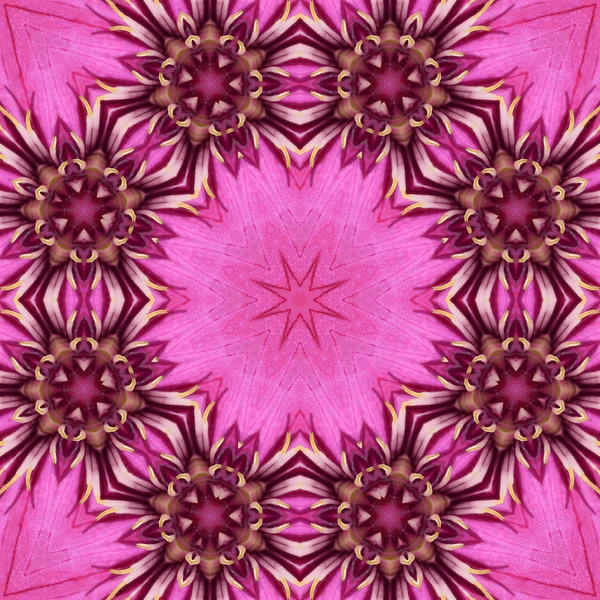 Centro de flores concéntrico Macro Close-up. Diseño caleidoscópico Mandala — Foto de Stock