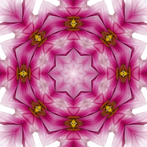 Concentric Flower Center Macro Close-up. Mandala Projeto caleidoscópico — Fotografia de Stock