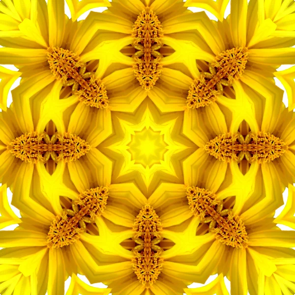 Centro de flores concéntrico Macro Close-up. Diseño caleidoscópico Mandala — Foto de Stock
