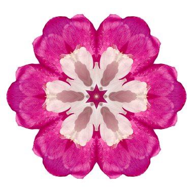 Beyaz arka plan üzerinde izole çiçek mandala