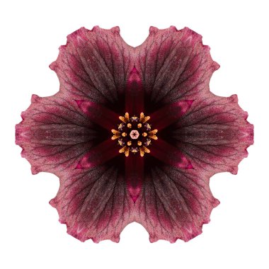 Beyaz arka plan üzerinde izole çiçek mandala