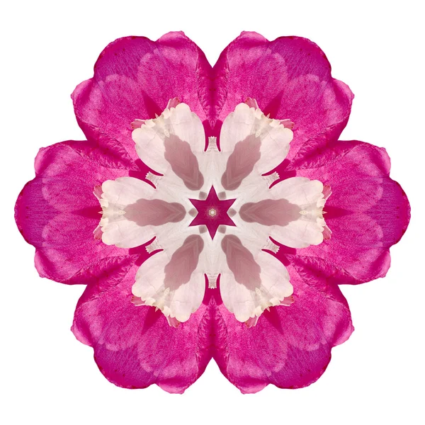 Flower mandala isolated on white background — Stock Photo, Image