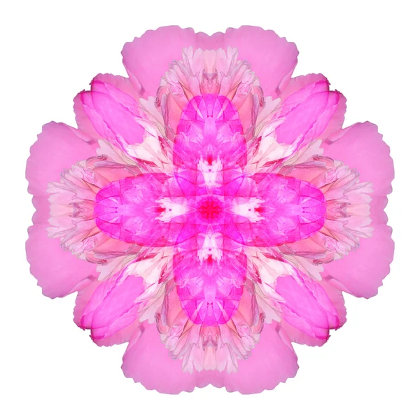 फूल मंडला सफेद पृष्ठभूमि पर अलग — स्टॉक फ़ोटो, इमेज
