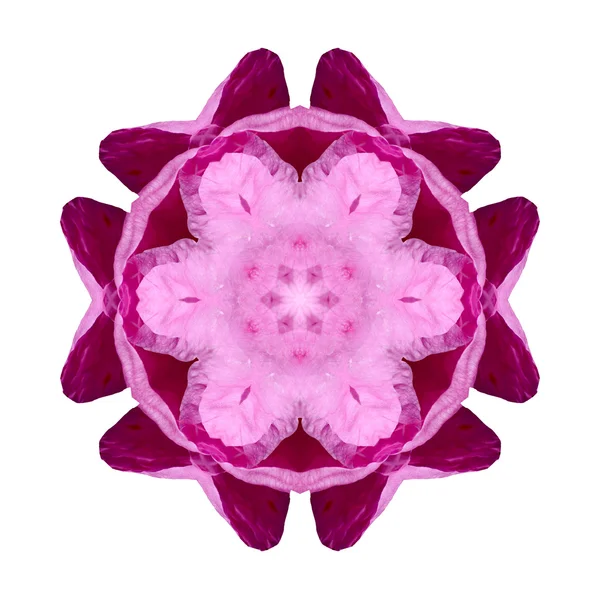 Blomma mandala isolerad på vit bakgrund — Stockfoto