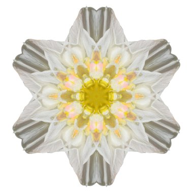 Beyaz arka plan üzerinde izole çiçek mandala