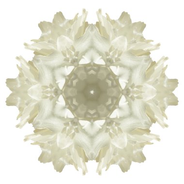 Beyaz arka plan üzerinde izole çiçek mandala