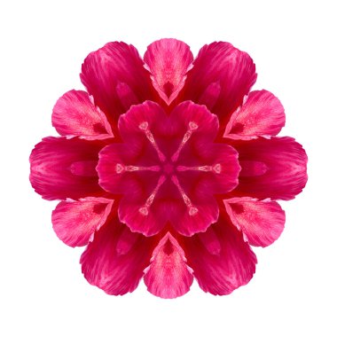 Beyaz arka plan üzerinde izole çiçek mandala