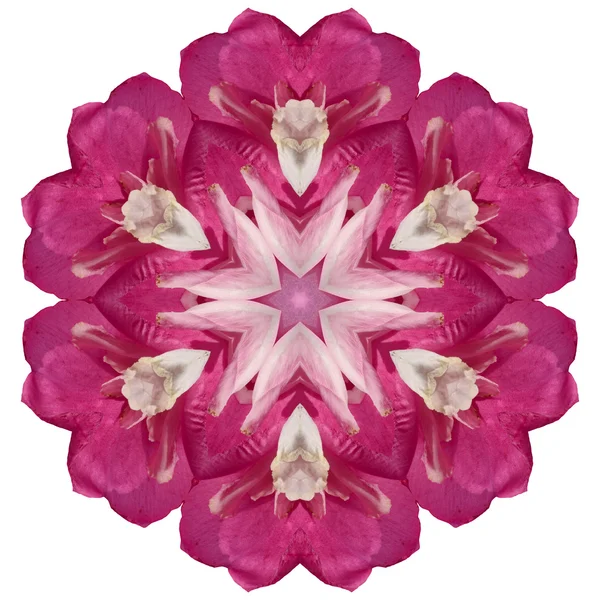 Mandala flor aislada sobre fondo blanco — Foto de Stock