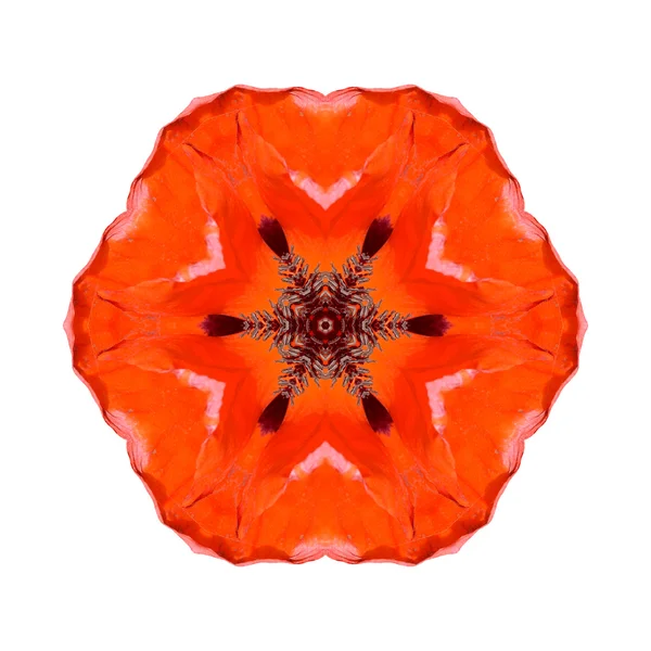 Mandala flor aislada sobre fondo blanco — Foto de Stock