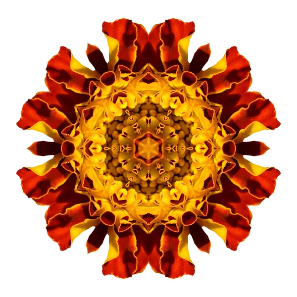 Mandala flor aislada sobre fondo blanco — Foto de Stock