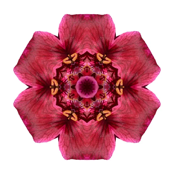 Mandala fiore isolato su sfondo bianco — Foto Stock