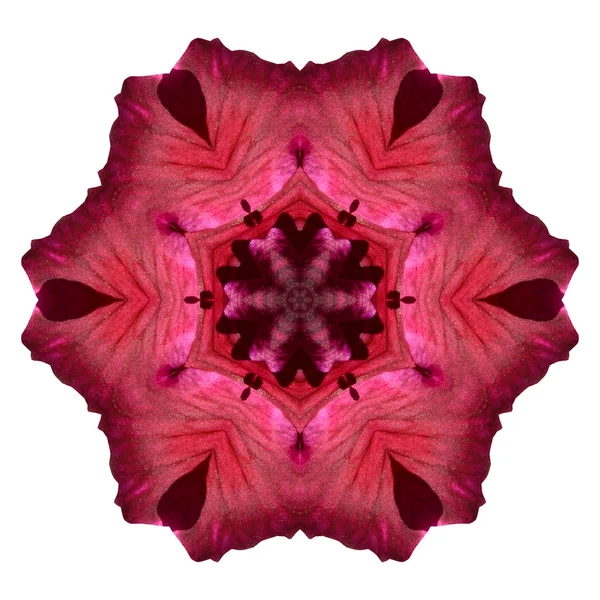 Flower mandala isolated on white background — Stock Photo, Image