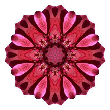 Beyaz arka plan üzerinde izole çiçek mandala