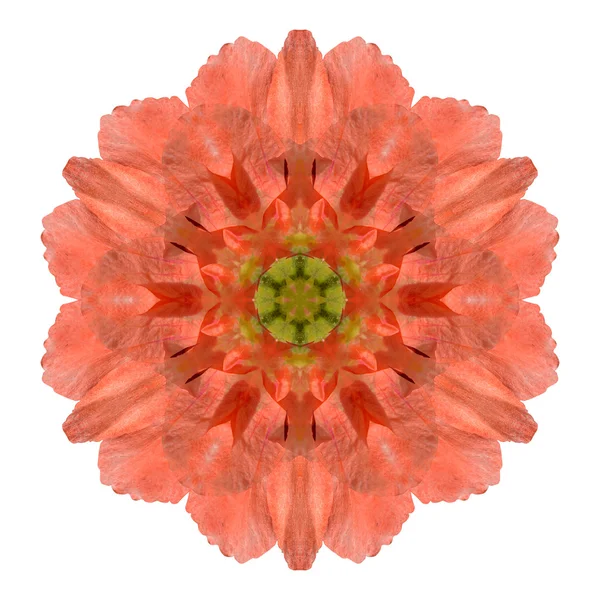 Mandala flor aislada sobre fondo blanco — Foto de Stock