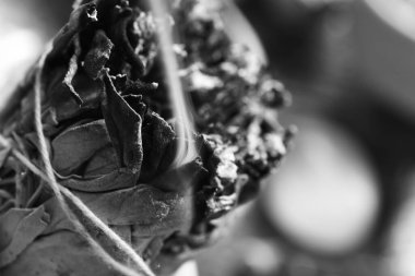 Yanan beyaz adaçayı demetinden çıkan dumanın yakın plan görüntüsü.. 