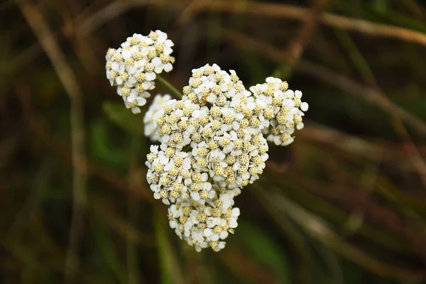 Ein Bild Weißer Wilder Schafgarbenblüten Die Für Die Kräutermedizin Verwendet — Stockfoto