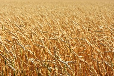 Sonbaharın başlarında olgunlaşmış bir buğday tarlasının resmi.. 