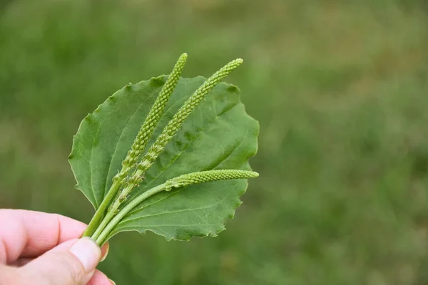 An image of a hand holding a plantain leave and several stems of seeds against a green background.