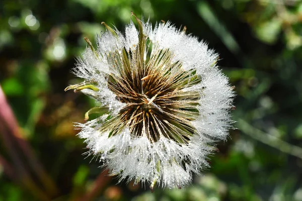 Close Image Wet Dandelion Seeds Covered Thousands Tiny Dew Drops — Stock Photo, Image