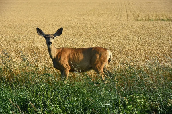 Obraz Mladé Jeleny Kráčející Podél Okraje Pšeničného Pole — Stock fotografie