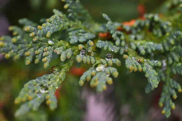 A close up image of a Western Cedar tree bough covered in tiny rain drops.