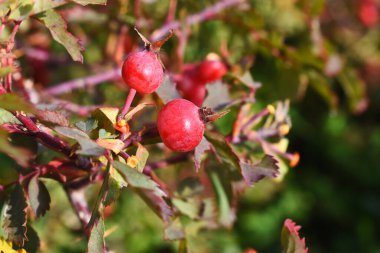 Kırmızı, olgun, yaban gülü kalçalarının yakın plan görüntüsü..
