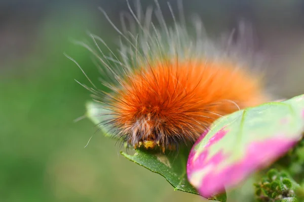 Image Rapprochée Une Chenille Ours Jaune Laineux Mangeant Une Feuille — Photo