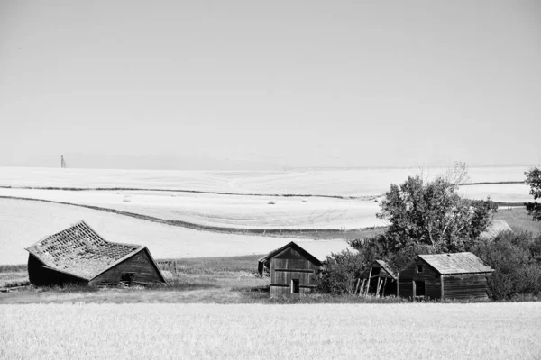 A black and white image of a run down and weather rural homestead on the Alberta prairies.
