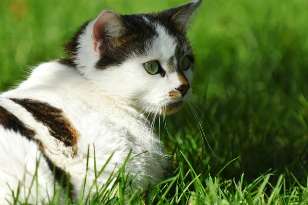 Uma Imagem Gato Branco Marrom Manchado Sentado Lado Fora Absorvendo — Fotografia de Stock