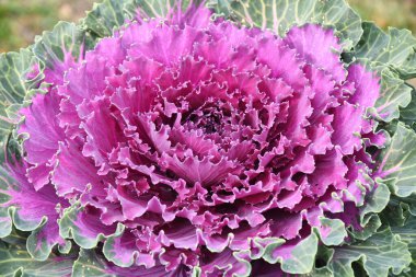 Renkli lahana yapraklarının yakın plan görüntüsü..