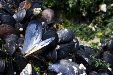 Midye ve yeşil deniz otlarıyla kaplı büyük bir kayaya bağlı birkaç siyah midye. Midyeler sadece alçak gelgitte görülür..