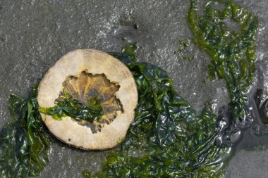 Çamurlu yeşil deniz otuyla karıştırılmış kırık bir kum dolarının yakın plan görüntüsü..