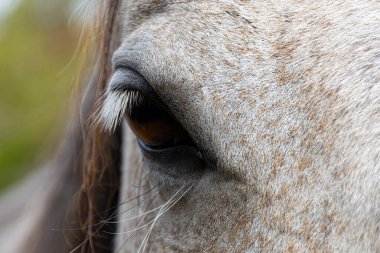 Arka planda yeşil ve kahverengi yapraklı bej bir kısrağın koyu kahverengi gözünün yakın çekimi..