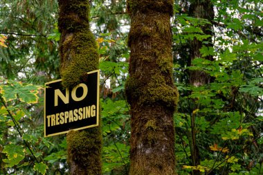 Büyük sarı ve siyah bir sedir ağacının tepesinde izinsiz giriş işareti yok..