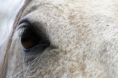 Uzun beyaz kirpiklerle çerçevelenmiş koyu kahverengi at gözünün yakın plan görüntüsü.