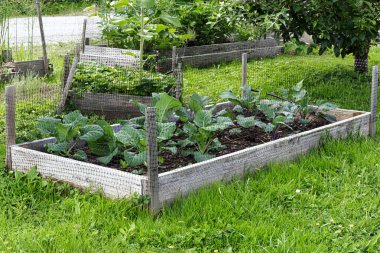 Kemirgenleri ve diğer küçük vahşi hayvanları uzak tutmak için sayfa telleriyle çevrili büyük bir sebze bahçesi yatağı resmi..
